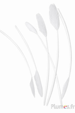 Panicule cigno - 38-44 cm - bianco